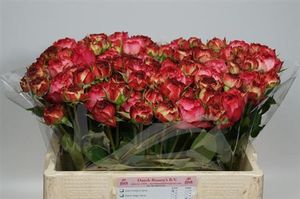 ROSE BR. DUTCH MAGIC 40